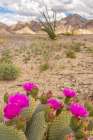 USA, California. Blooming beavertail cactus and Chocolate Mountains. Art Print